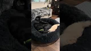 Video preview image #1 Mutt Puppy For Sale in Corona, CA, USA