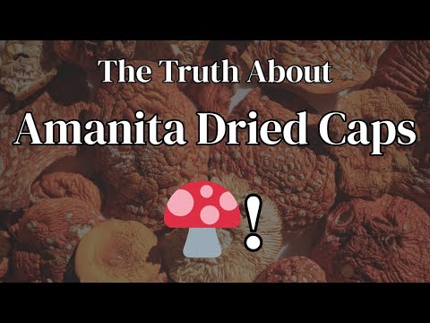 Amanita Muscaria Preparation Intro:  Working w/ Dried Caps