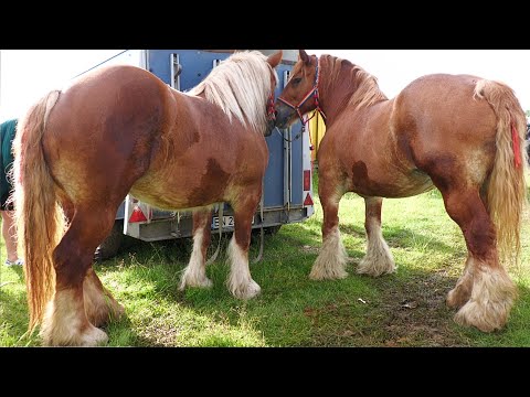 Gabi's Horses from Bața - Bistrița Năsăud 2023