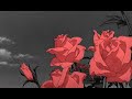 saint jhn roses imanbek remix ノ slow saint jhn roses imanbek remix ノ slow