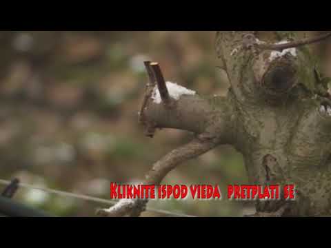 Rezidba jabuke - primjeri i objašnjenja