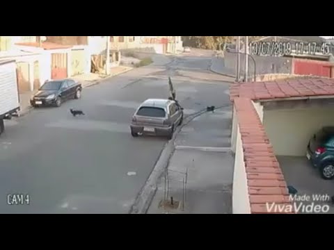 Thats Looks like it was a fun day.. for the dogs