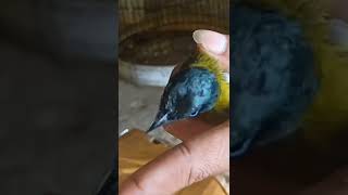Download lagu BURUNG LINCANG KUNING mp3 Download lagu BURUNG LINCANG KUNING mp3