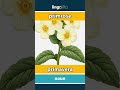 primrose - primavera video thumbnail