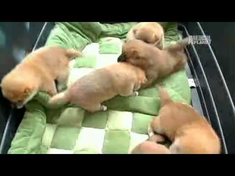 Pet4you.gr: Dogs Shiba Inu - Σίμπα Ίνου