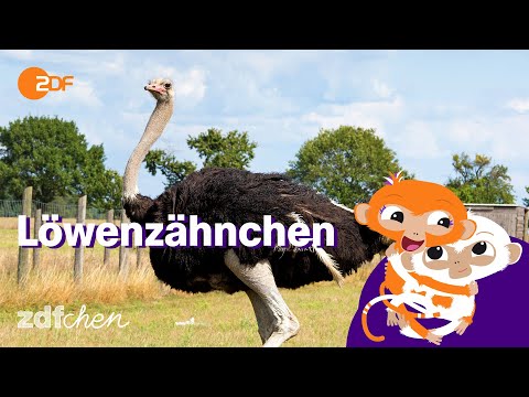 Keks und die Eierdiebe | LÖWENZÄHNCHEN | ZDFchen