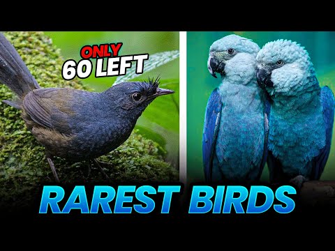 Most Endangered Birds Species in the World | Rarest Birds