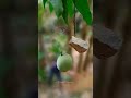 Mango Status Tamil Mango Status Editing Shorts Mango