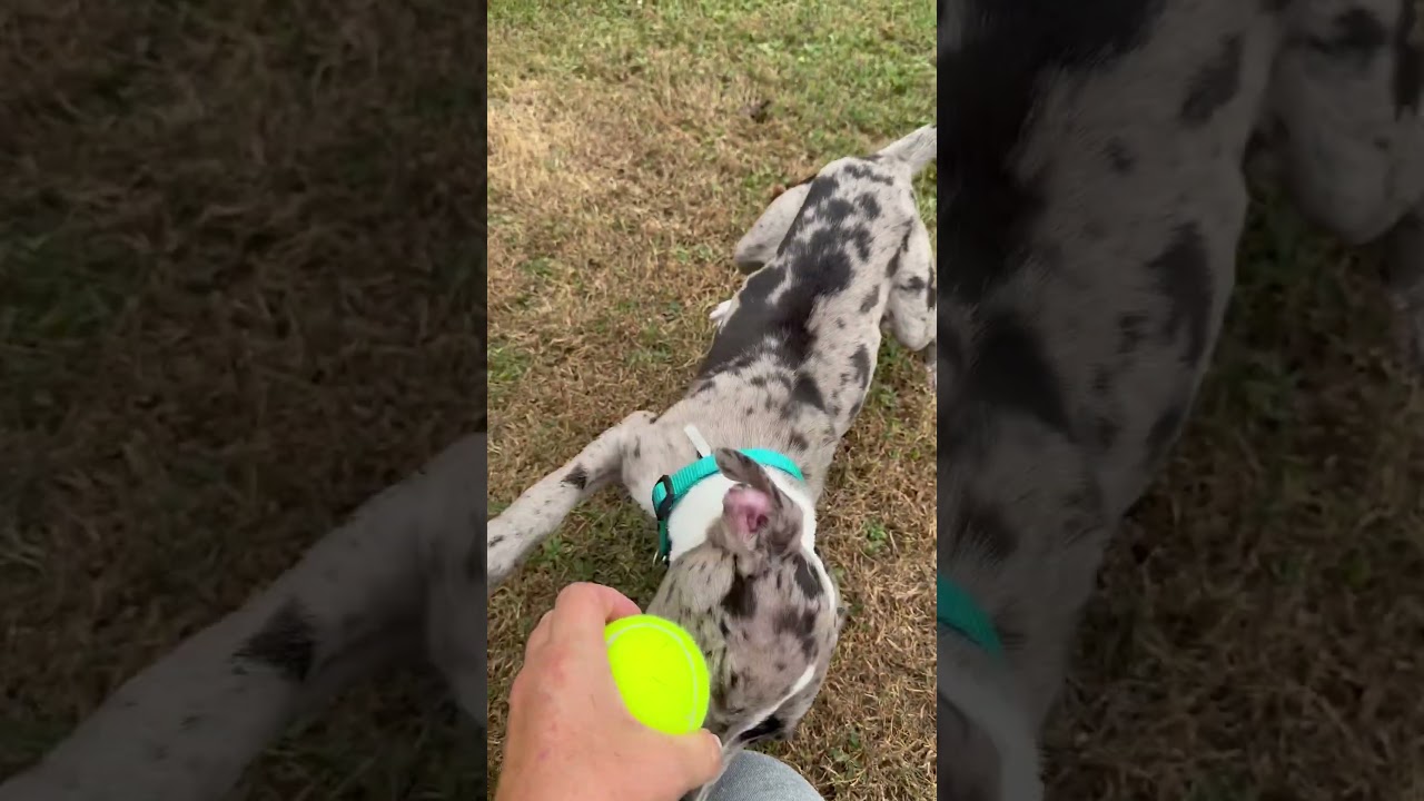 Enlarge Frankie, a Adopted mixed breed in Park Forest, IL video 6/6