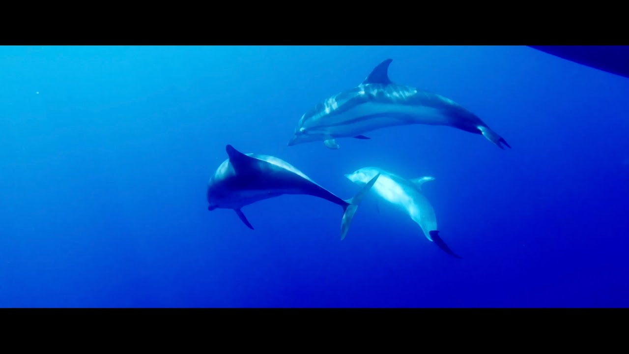 Film de présentation SAILCOOP