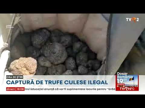 Un bărbat care culegea ilegal trufe a fost prins de jandarmi