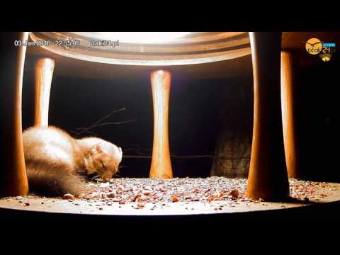 Kuna "Marek" z nocną wizytą w karmniku nad Soliną