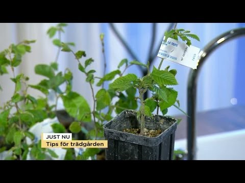 Tips för att lyckas med tryffel i trädgården - Nyhetsmorgon (TV4)
