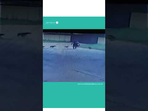 ⚠️ Preocupación en Arequito por un nuevo ataque de perros en la vía pública.