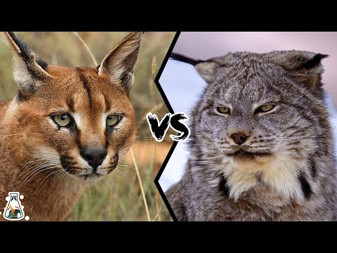 CARACAL VS LYNX - Who Would Win a Fight?