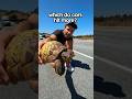 Turtles or Snakes- Which Do Cars Swerve to Hit More?