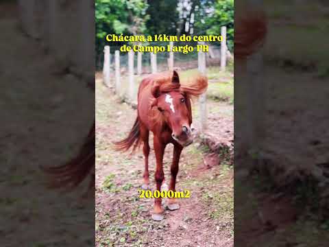 CHÁCARA ENCANTADORA EM BALSA NOVA! COM NASCENTE E CASA TOP!