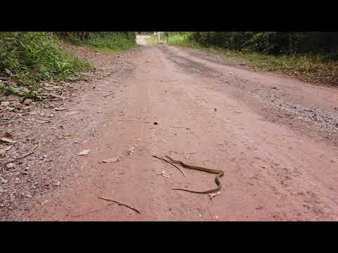 Olha que apareceu na lente do Jornal Agora é Sério a Jararaca.