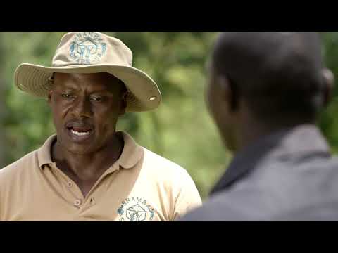 Shamba Shape Up Sn 11 - Ep 3: Forage production, Soil Test, Push-Pull & Avocado Irrigation(Swahili)