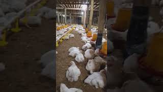 Download lagu ayam broiler umur 30 hari mp3