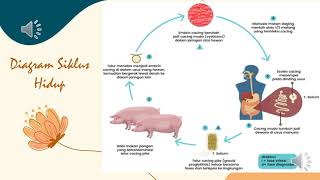 Download lagu sirklus hidup cacing pita  pada manusia#cacing taenia solium#kesehatan#matariparasitologi mp3 Download lagu sirklus hidup cacing pita  pada manusia#cacing taenia solium#kesehatan#matariparasitologi mp3