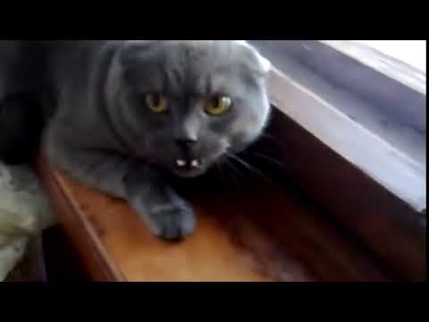 Rosnar | Sons produzidos por Gatos | GATARIA