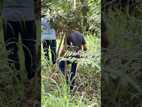 Atendimento de sábado no lago Corumbá IV em Alexânia GO  #meulagocorumba #lagocorumba4