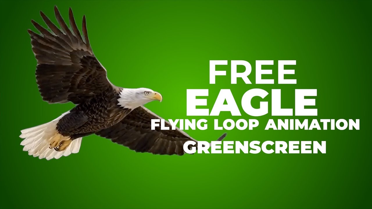 Eagle | Flying Loop Animation | GreenScreen