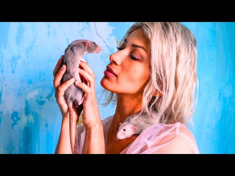 How to Make Your Pet Rats Love & Trust You 🐀❤️