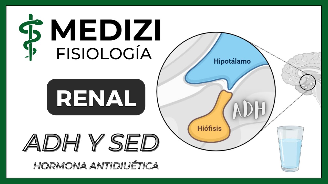 Fisiología Renal - ADH (Hormona antidiurética) y Sed (IG:@doctor.paiva)