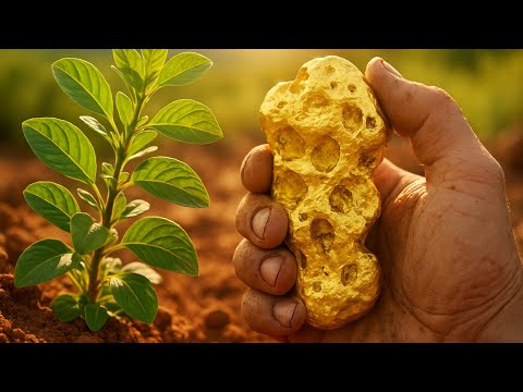 If This Plant Is Growing Nearby… You Might Be Standing on Gold