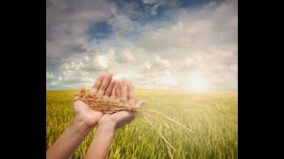 O Cio da Terra (Chico Buarque &amp; Milton Nascimento) - Nikole Góes