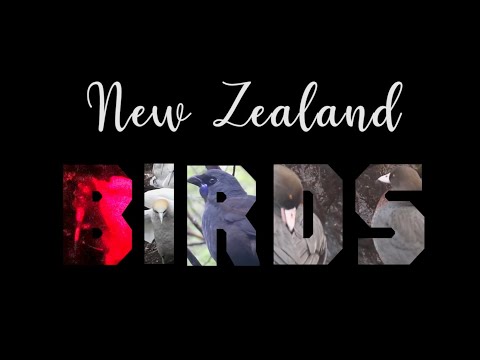 Top 25 Birds You Must See in New Zealand
