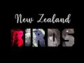 New Zealand Birds