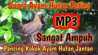 Download lagu MP3 Suara Ayam Hutan Betina Sangat Ampuh Pancing Kokok Ayam Hutan Jantan mp3
