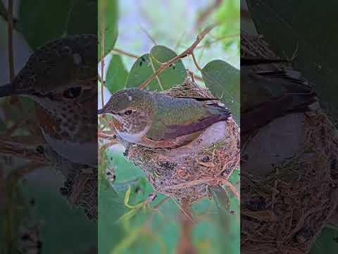 TEENY TINY MIRACLE: HUMMINGBIRD LAYS AN EGG THE SIZE OF A TIC TAC! 🐦✨ #hummingbirds #egg #nest