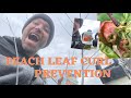 When to treat peach leaf curl? Grow Peaches in the Pacific Northwest, Food Forest Olympic Peninsula