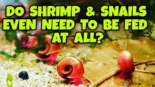 Do You Even Need to Feed Pet Shrimp Or Snails at All?  What if I Go On Vacation? How to Feed Them.