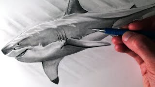 How to Draw a Great White Shark