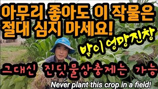 이 작물을 밭에 심다간 개고생합니다.진딧물살충제 만들기 Never plant this crop in a fi…
