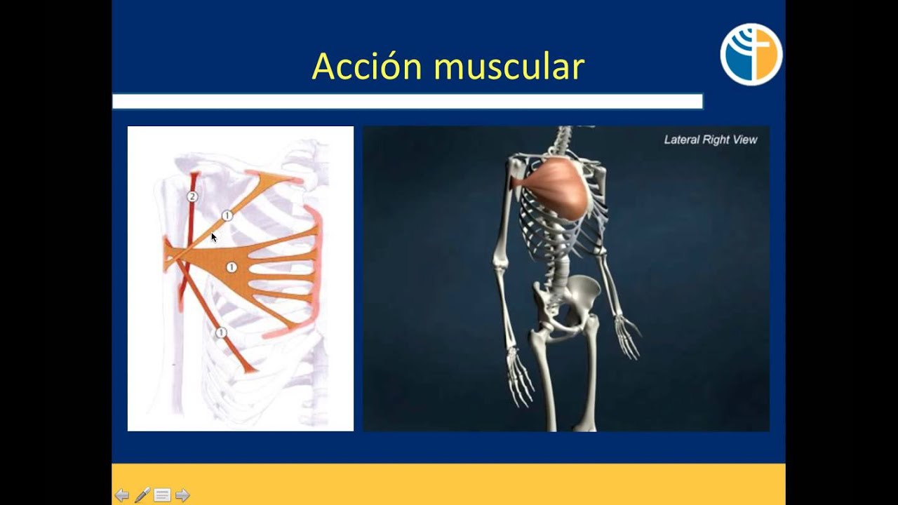 Anatomía Funcional - Función Muscular