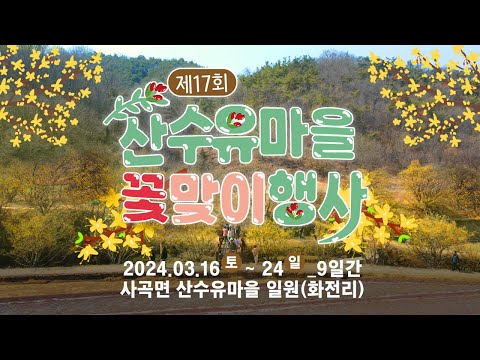 의성 산수유 꽃맞이 행사 3월 24일까지 계속 됩니다!!