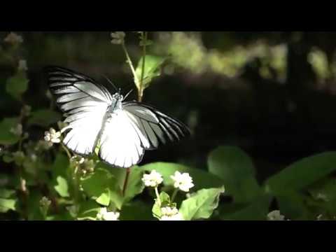 Entopiaで見られるシロチョウ　Pieridae butterflies of Entopia
