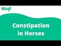 Constipation In Horses Wag