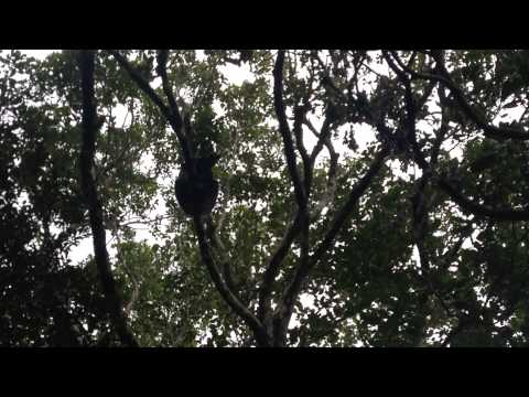 Song of the Indri Lemur