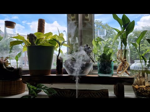 #vlog  Der Eichelmann...🌳