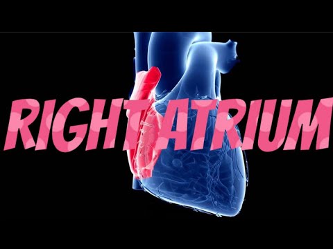 Right atrium| anatomy| simple| detailed| diagrams | notes for exams