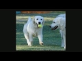 Get The Best English Cream Golden Retriever in Oregon Only With GoldWynns