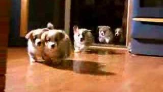 5 little welsh corgi  pembroke puppies