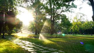 4K Ambience to Relax/Focus: garden sprinklers at sunrise shining through trees. Birds & Squirrels